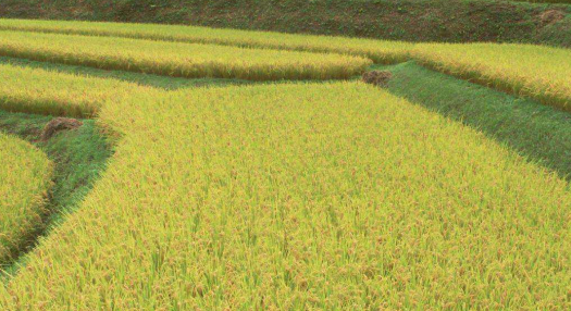 水稻種植溯源建設(shè)方案 水稻種植管理溯源系統(tǒng)建設(shè)方案