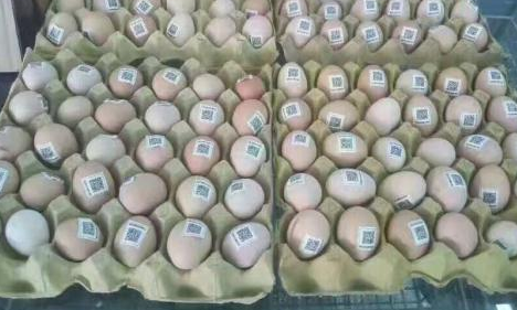 雞蛋二維碼質(zhì)量可追溯性系統(tǒng)價(jià)格多少？