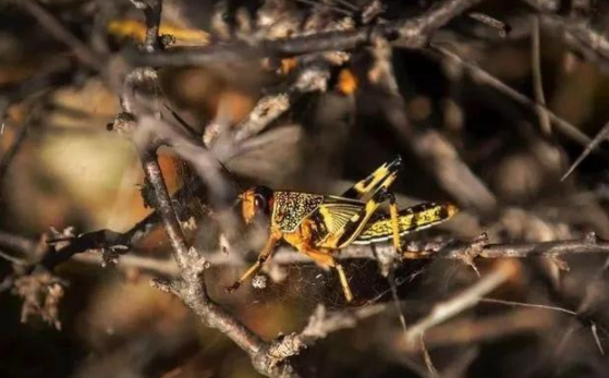 蝗災(zāi)來(lái)襲，農(nóng)藥獸藥防偽溯源面臨機(jī)遇和挑戰(zhàn)