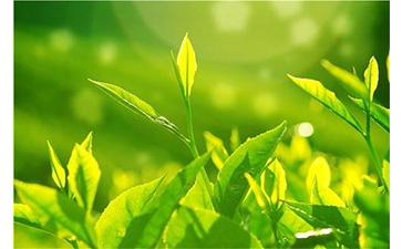 茶葉防偽溯源系統(tǒng)具有哪些優(yōu)勢價值？