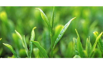 茶葉質(zhì)量追溯管理系統(tǒng)可以實(shí)現(xiàn)哪些功能？具有哪些優(yōu)點(diǎn)？