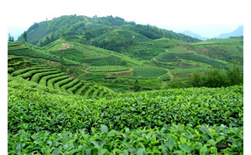 茶葉質(zhì)量追溯管理系統(tǒng)可以實(shí)現(xiàn)哪些功能？具有哪些優(yōu)點(diǎn)？